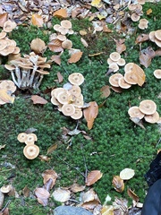 Armillaria mellea