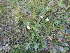 Ranunculus propinquus subborealis