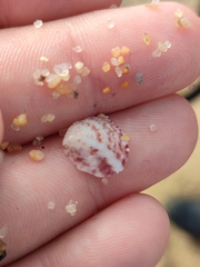 Crepipatella dilatata