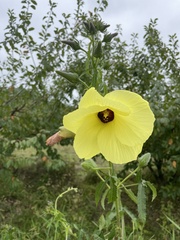 Abelmoschus moschatus