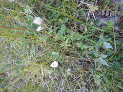 Ranunculus propinquus subborealis