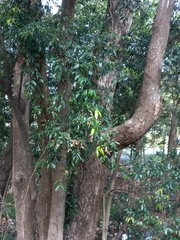 Syzygium floribundum
