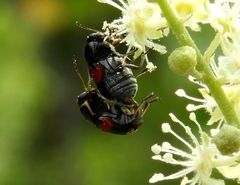 Griburius albilabris