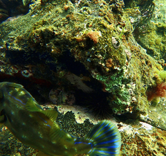 Meuschenia freycineti