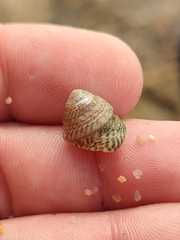 Steromphala cineraria