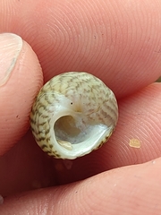 Steromphala cineraria