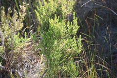 Erica exleeana