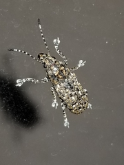 Phoenicobiella chamaeropis