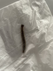 Hemiscolopendra marginata