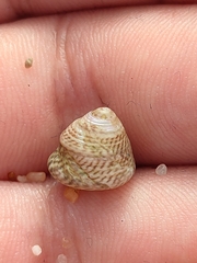 Steromphala cineraria