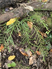 Asplenium flaccidum