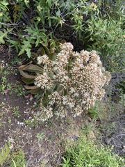 Aeonium