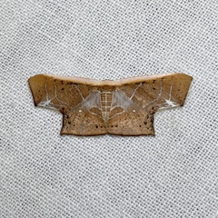 Tessarotis rubrata