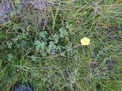 Ranunculus propinquus subborealis