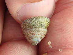 Steromphala cineraria