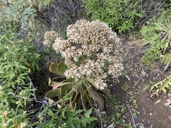 Aeonium