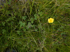 Ranunculus propinquus subborealis