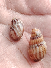 Tritia reticulata