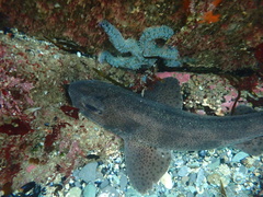 Scyliorhinus canicula