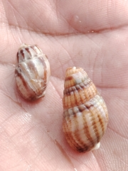 Tritia reticulata