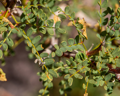 Erythrostemon angulatus