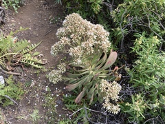 Aeonium