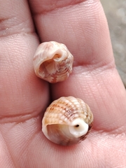 Tritia reticulata