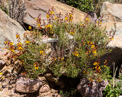 Erythrostemon angulatus