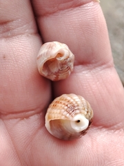 Tritia reticulata