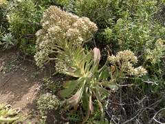 Aeonium