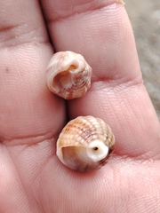 Tritia reticulata