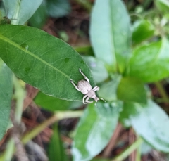 Dermatoxenus caesicollis