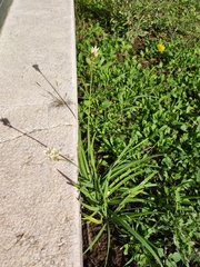 Nothoscordum gracile