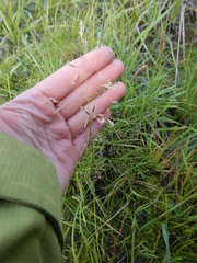 Deschampsia cespitosa cespitosa
