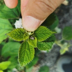 Phola octodecimguttata