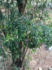 Syzygium floribundum