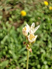 Nothoscordum gracile