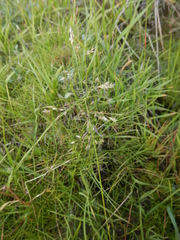 Deschampsia cespitosa cespitosa