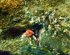 Meuschenia freycineti