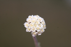 Anaxeton asperum