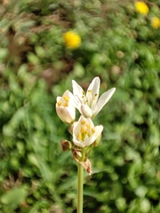 Nothoscordum gracile