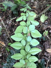 Triphasia trifolia