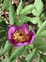 Paeonia broteri