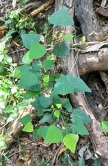 Homalanthus stillingiifolius
