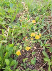 Pulicaria paludosa
