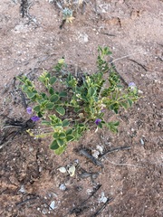 Swainsona unifoliolata