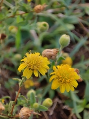 Pulicaria paludosa