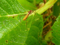 Saica