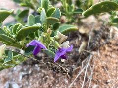 Swainsona unifoliolata