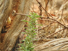 Amaranthus blitoides